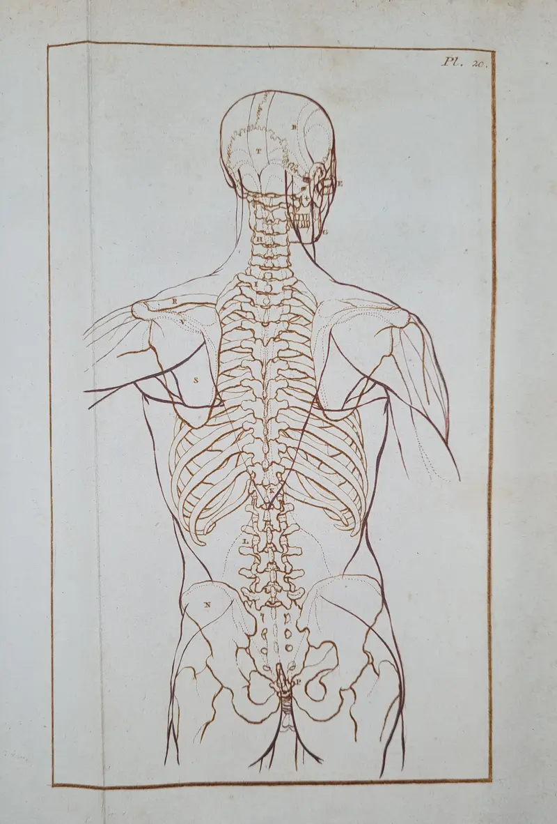 Anatomical drawing lessons, printed in sanguine by Ploos van Amstel, [ca. 1826].
