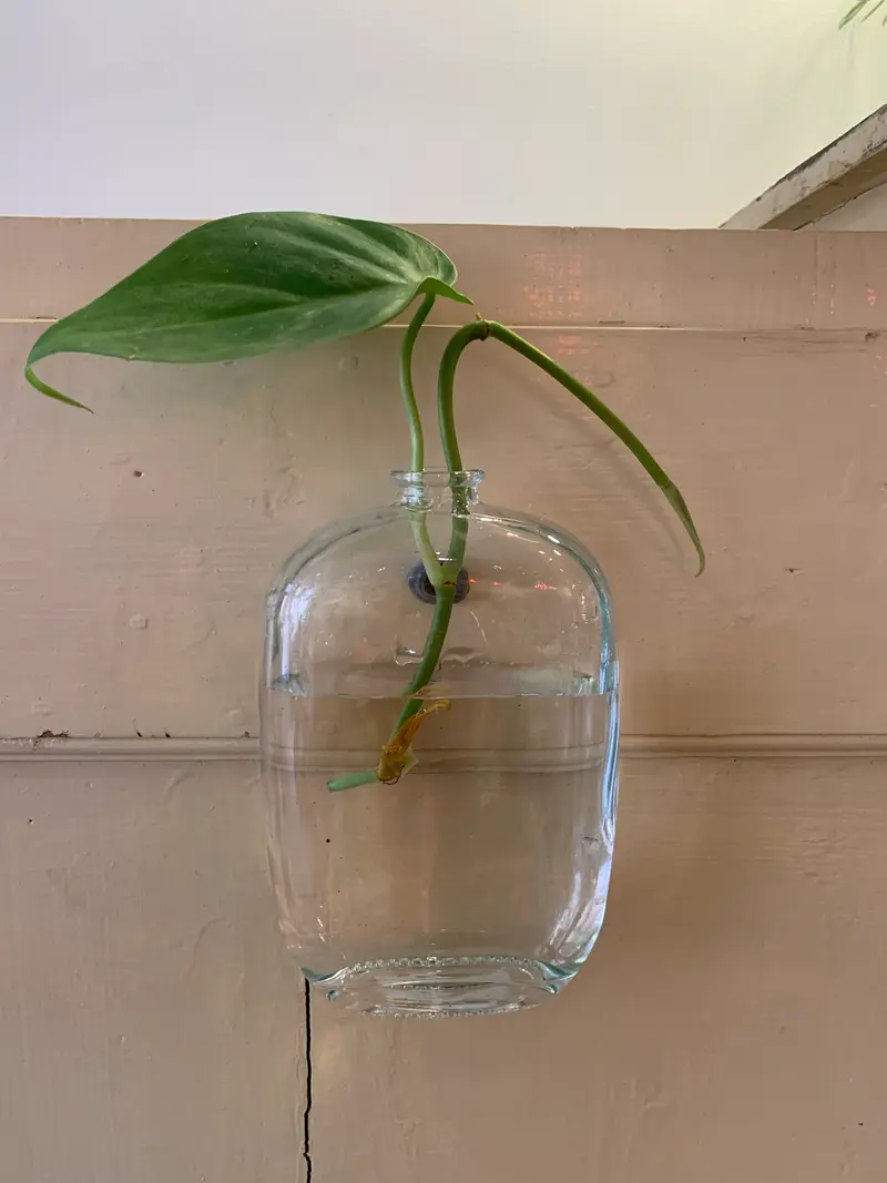 Muurvaasje doorzichtig glas met spijkergaatje, maat M