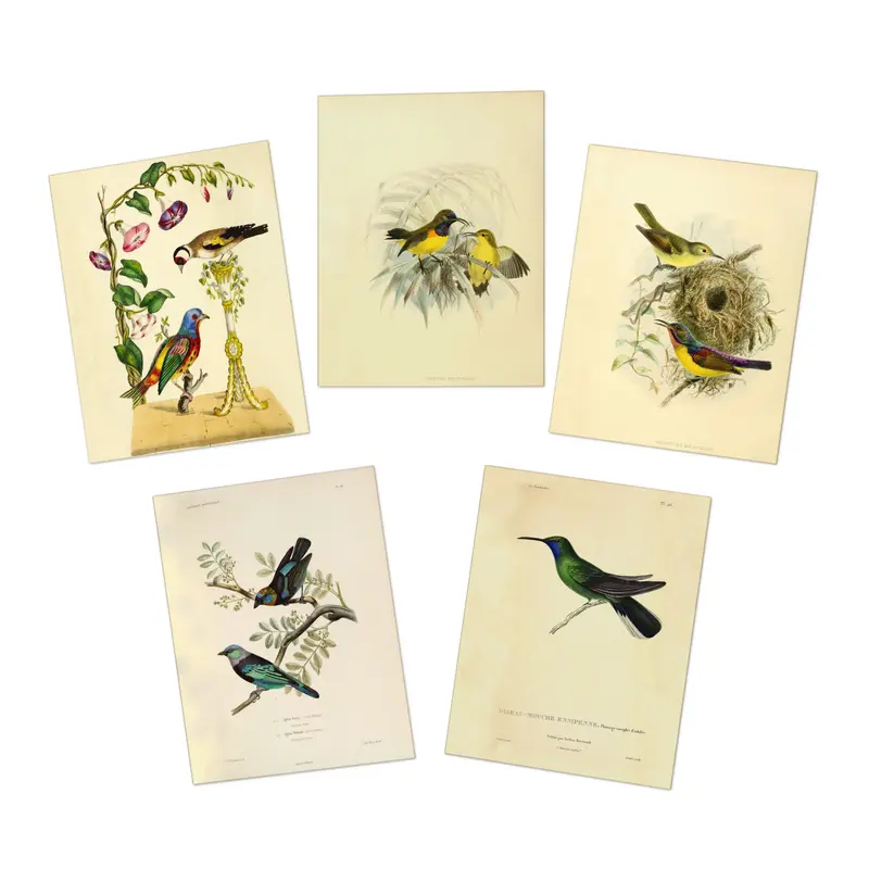 Romantic Birds Note Cards (5 different cards) — Vintage Natural History Illustrations
