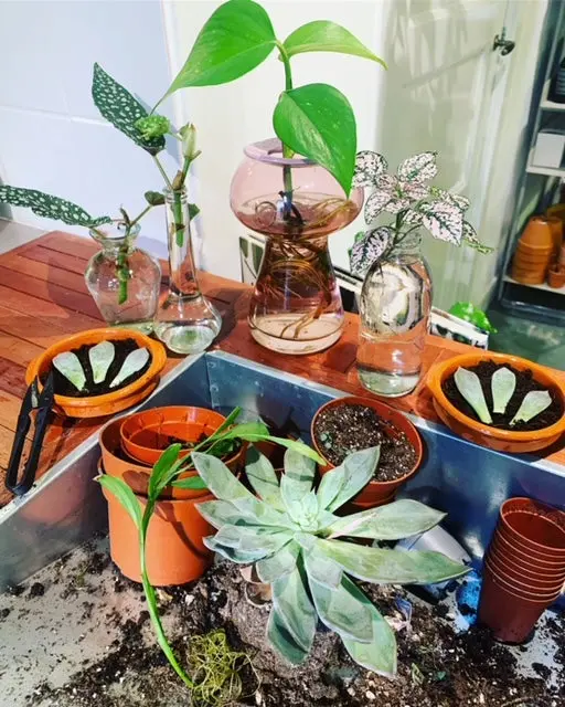 Workshop Stek je Plant - nieuwe datum in voorjaar