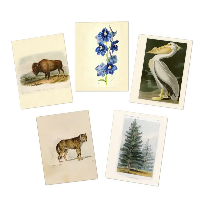 Yellowstone National Park & John Muir Note Cards (5 different cards) — Vintage Natural History Illustrations