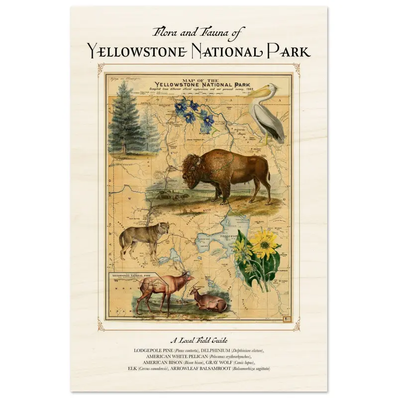 Yellowstone National Park Wood Print
